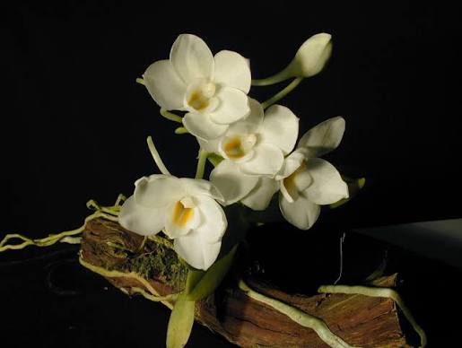 Amesiella philippinensis - species - orchid