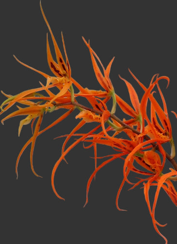 Orange star shape flowers Oncidium alliance