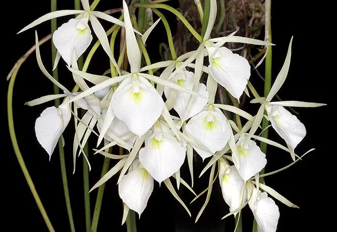 Brassavola flagellaris - species - orchid