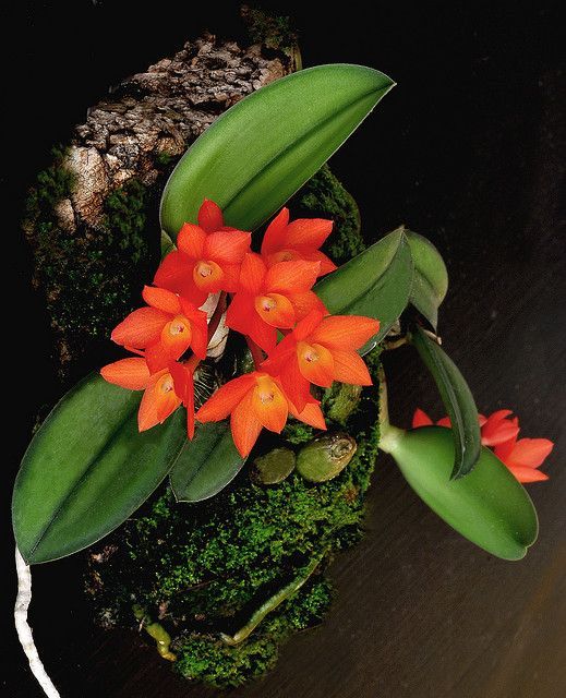 Cattleya cernua (Sophronitis) - species - miniature orchid