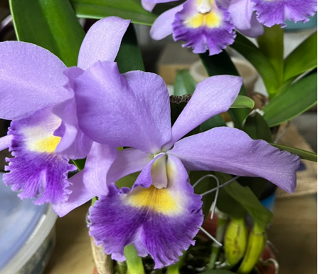 Close-up of a purple orchid with yellow centers on a blurred background