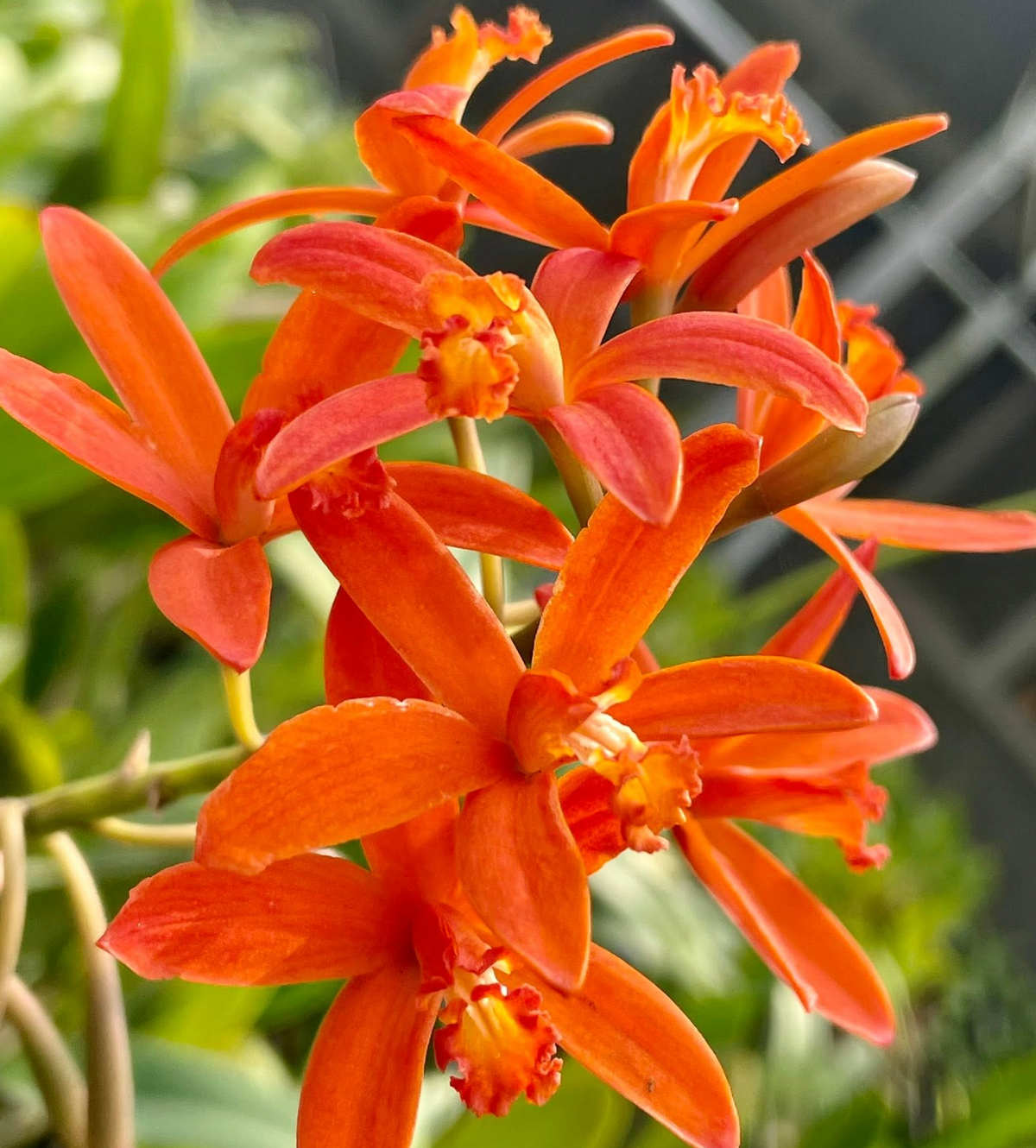 Cattleya (Laelia) angereri - species - orchid