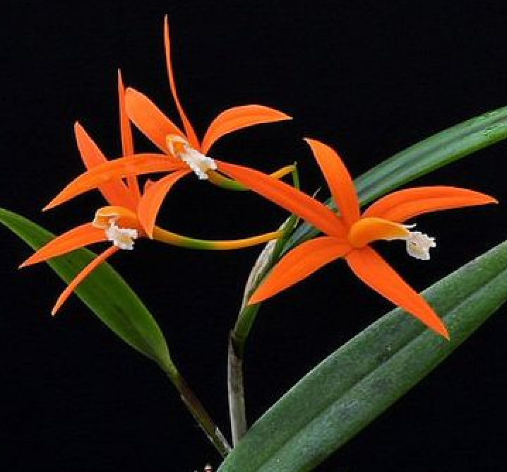 Cattleya harpophylla (Laelia harpophylla) - species - orchid