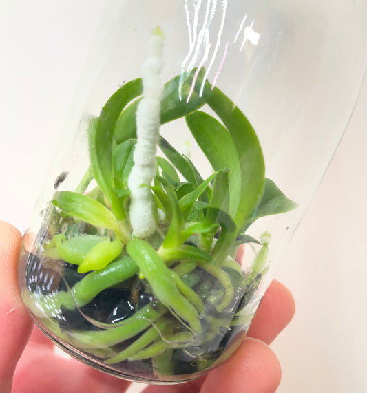 Cattleya nobilior micro hobby flask of 5 plants for sale in australia