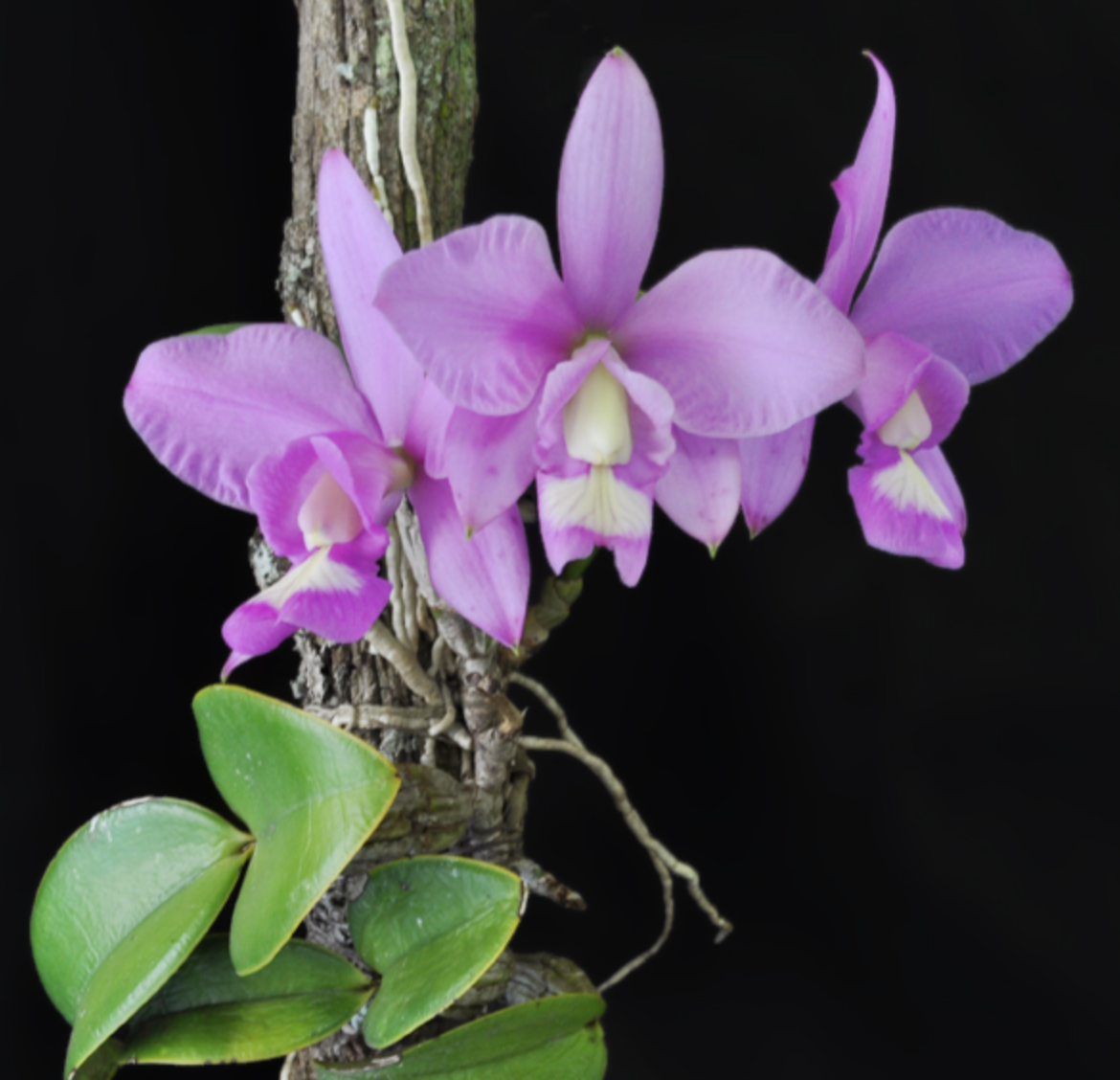 Cattleya nobilior Micro Hobby Flask of 5 seedings available for purchase in NSW Australia