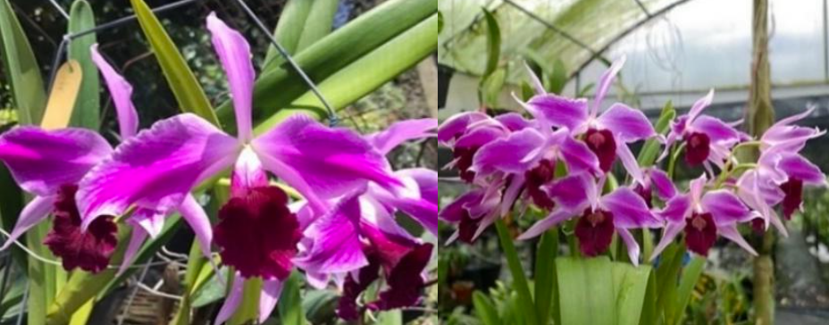 Cattleya purpurata var flammea - species - orchid