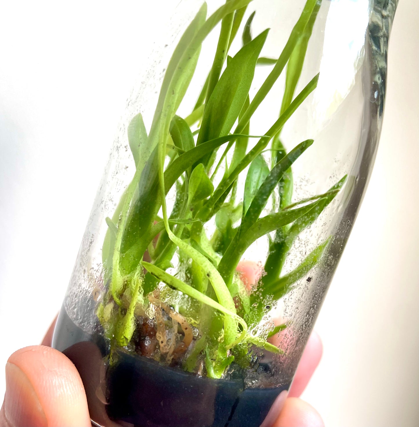 Cuitlauzina pulchella micro hobby flask of 5 plants available for sale australia