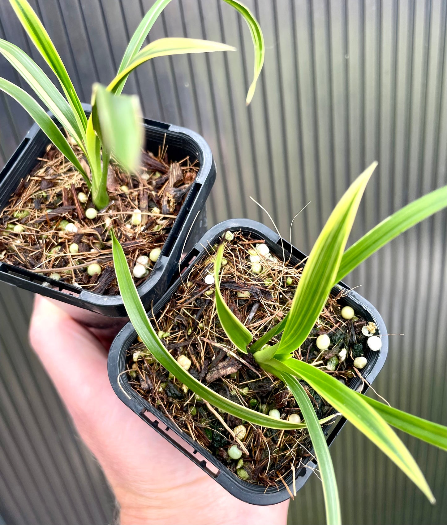 Two small potted Cymbidium Golden Elf plants held in a hand against a neutral background