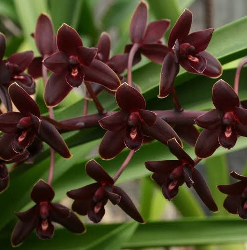 Close-up of dark orchids with green leaves in the background