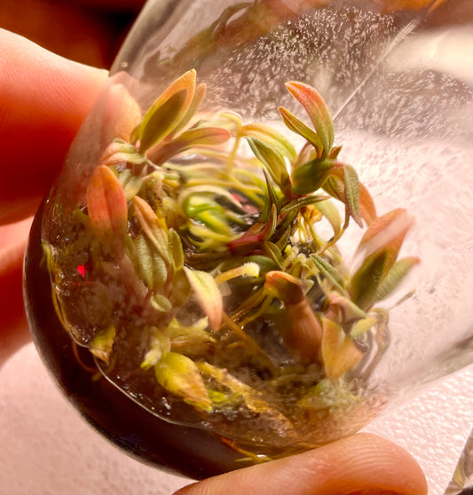 Dendrobium cuthbertsonii micro hobby flask 5 plants for sale in Australia NSW