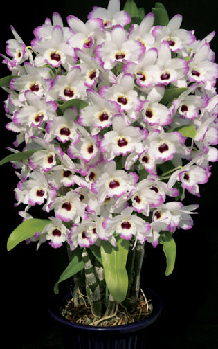 Dendrobium nobile Love Memory Fizz breathtaking display of white and pink flowers long lasting and fragrant.