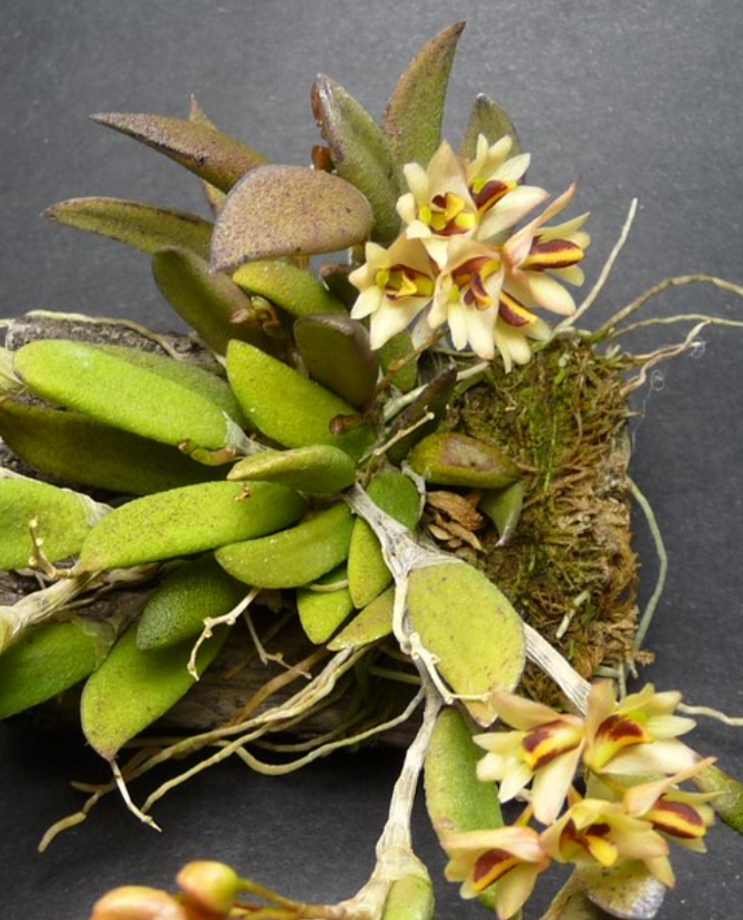 Dendrobium rigidum - species - orchid