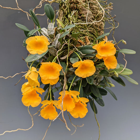 Dendrobium jenkinsii - species - orchid