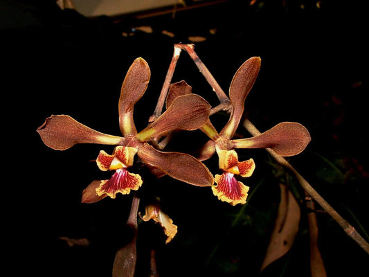 Encyclia diota - species - orchid