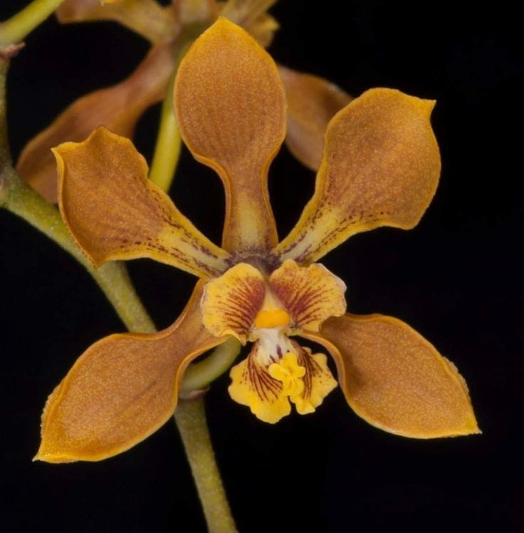 Encyclia diota - species - orchid