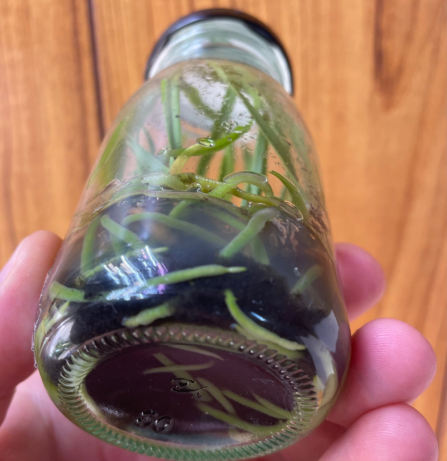 Small flask showing orchid roots