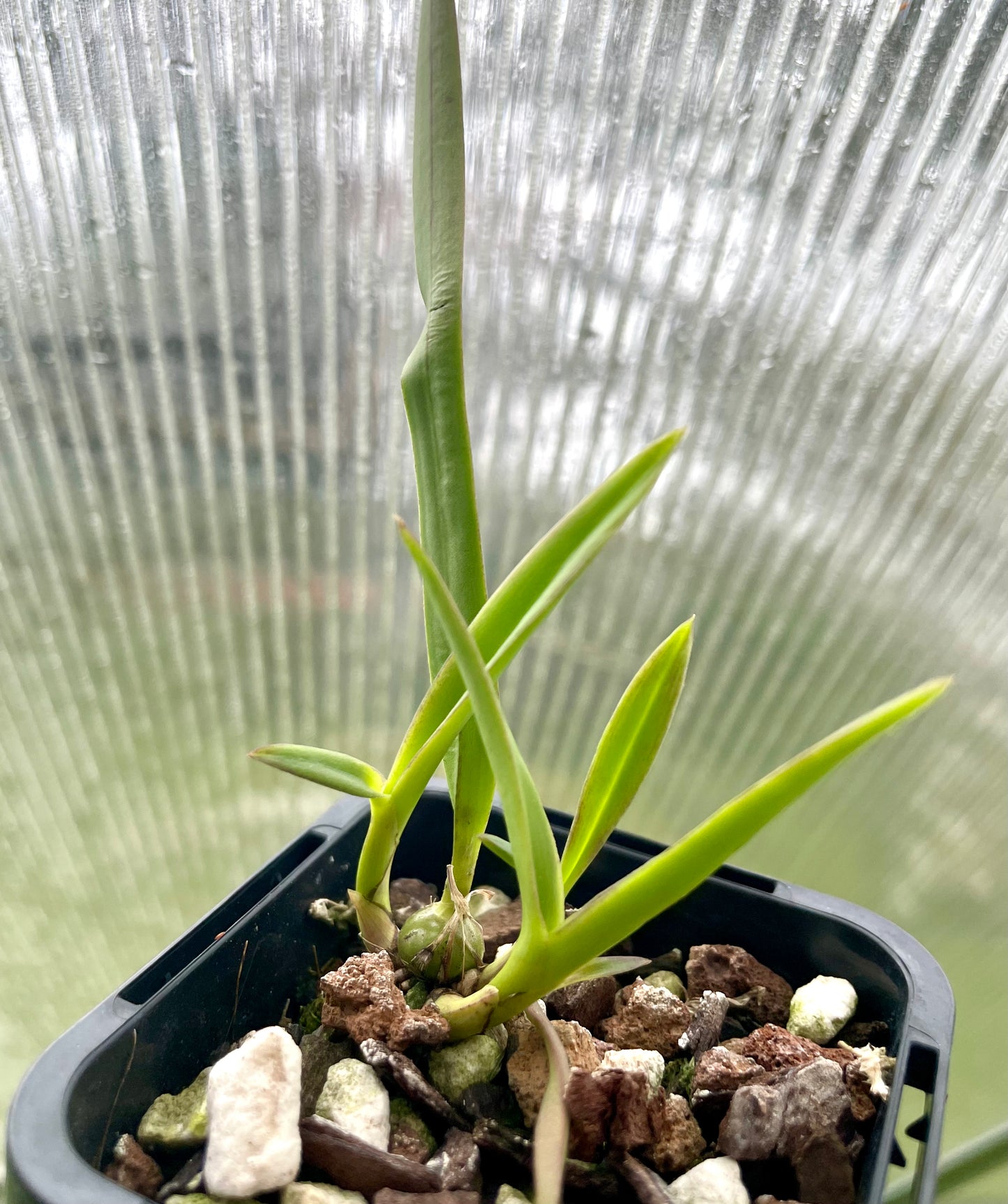 Encyclia_phoenicea seedlings for sale Australia