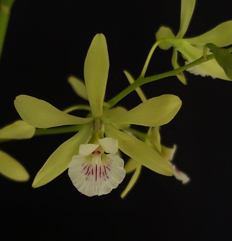 Encyclia profusa - species - orchid