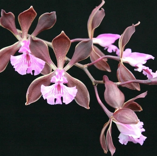 # Encyclia phoenicea - species - orchid