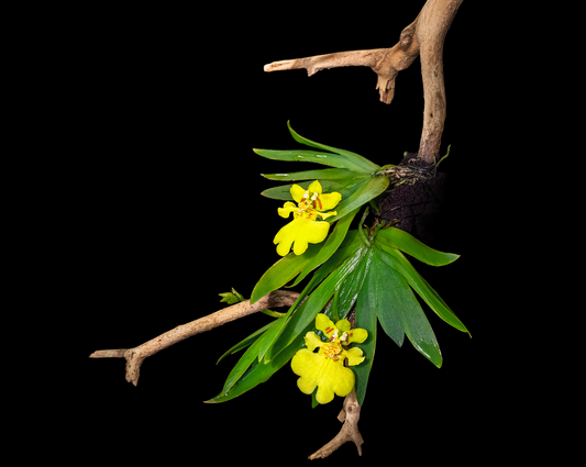 Yellow orchids on a branch with a black background