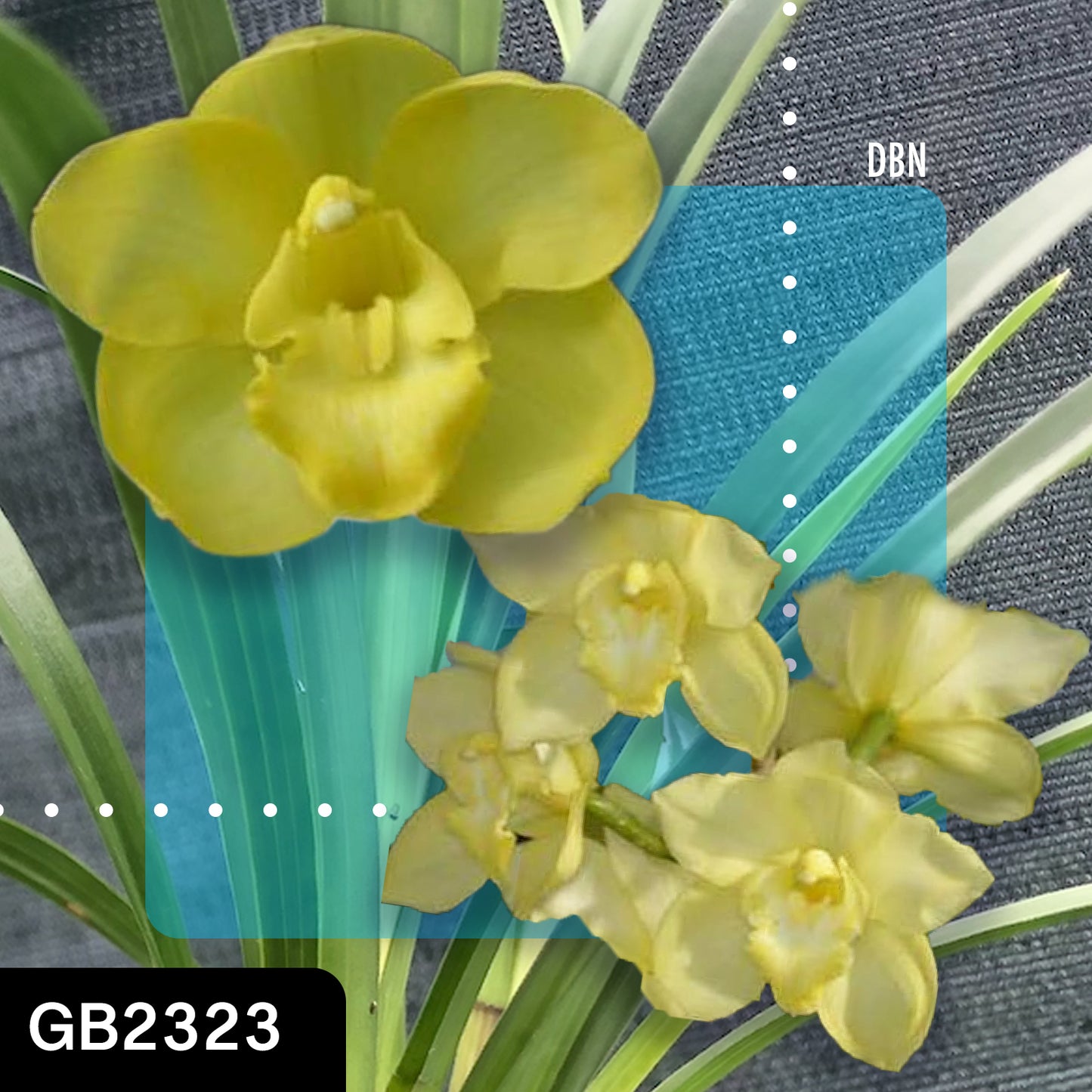 Cymbidium hybrid - Orchid - Greg Bryant Crosses 68mm Pot Seedlings 2nd Growth