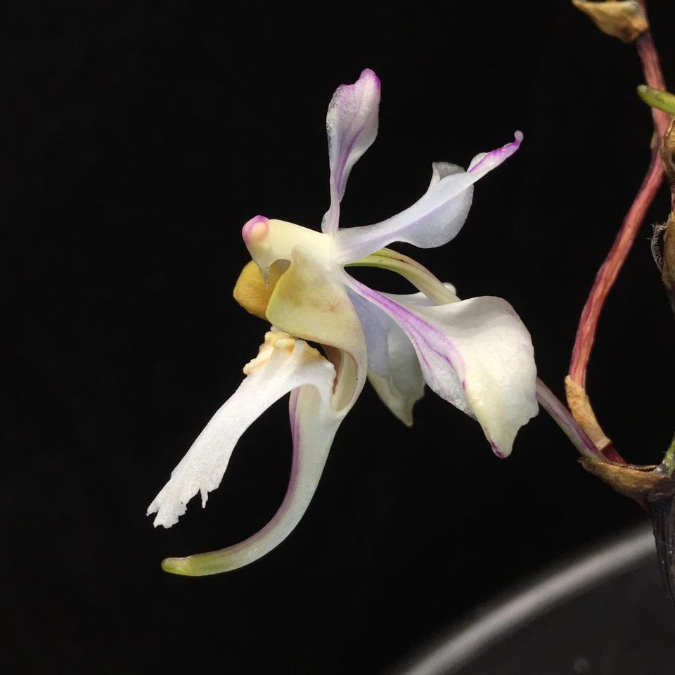 Holcoglossum quasipinifolium - species - orchid