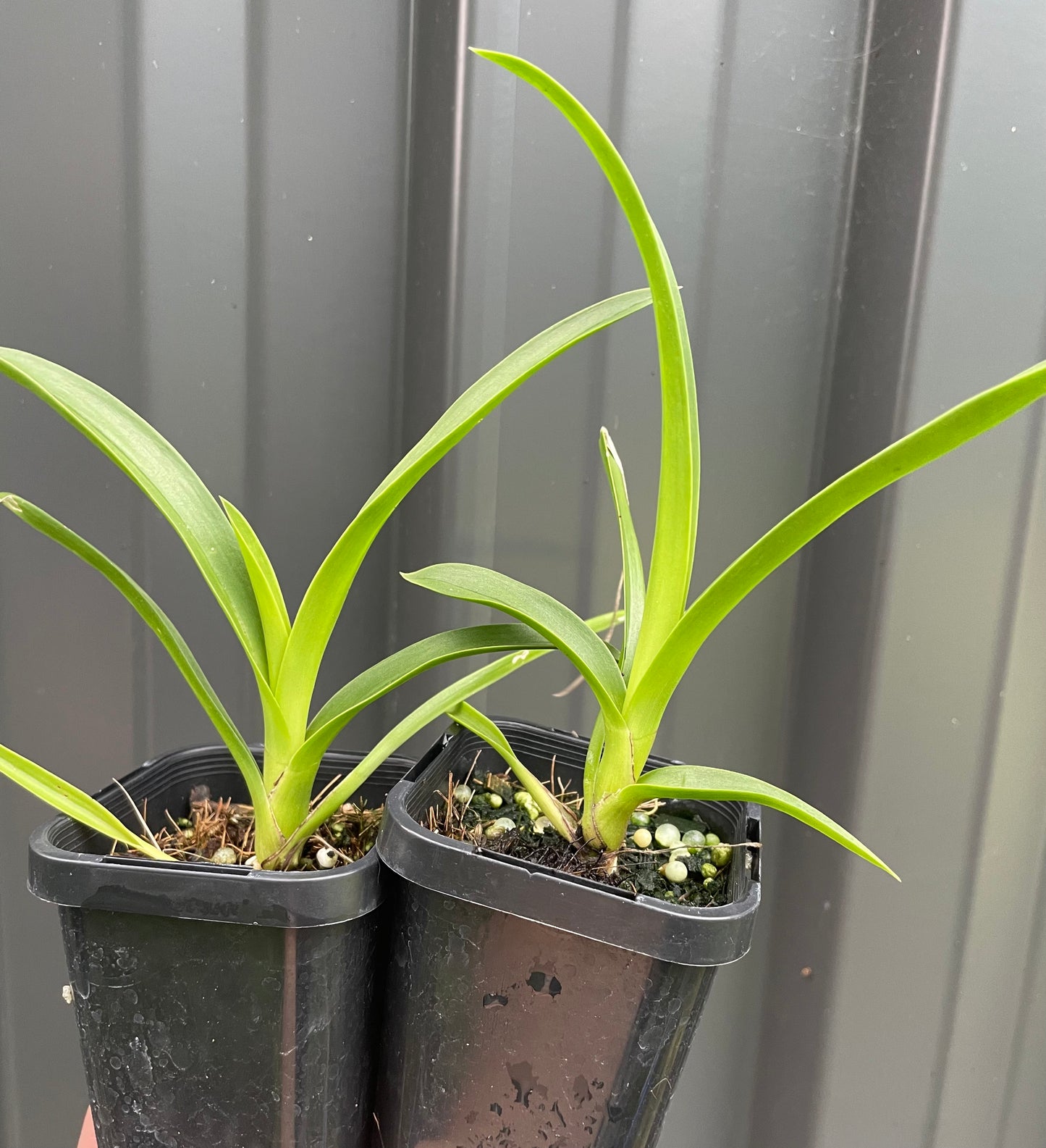 Cymbidium Little Black Sambo ‘Black Magic’ AM/AOS - hybrid - orchid