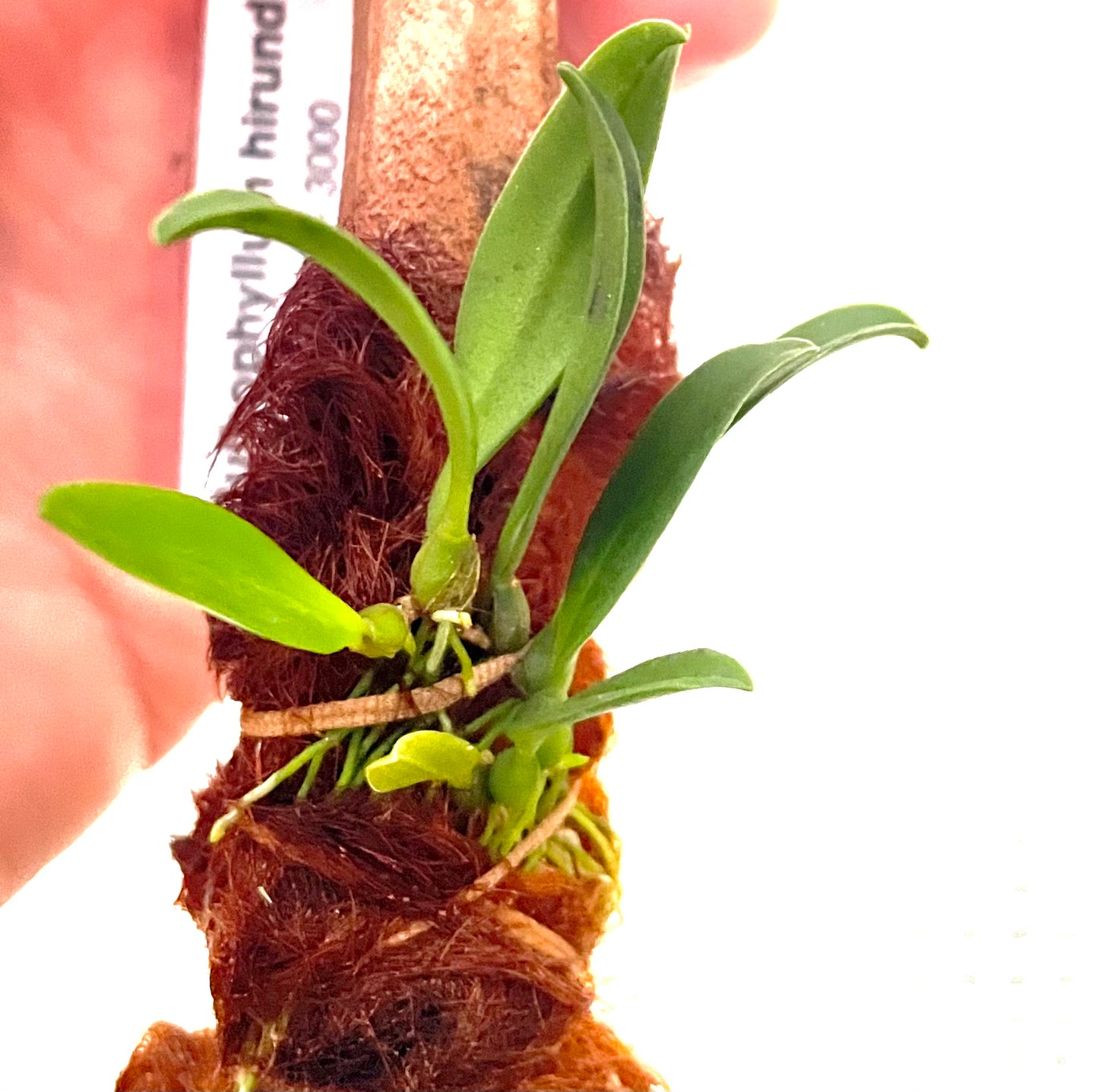Bulbophyllum hirundinis - species - orchid
