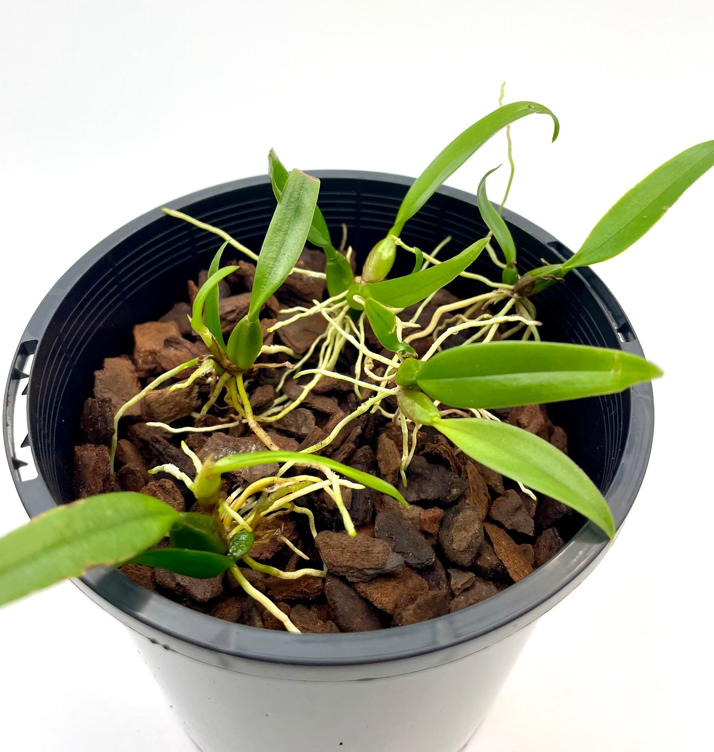 Bulbophyllum longissimum - species - orchid