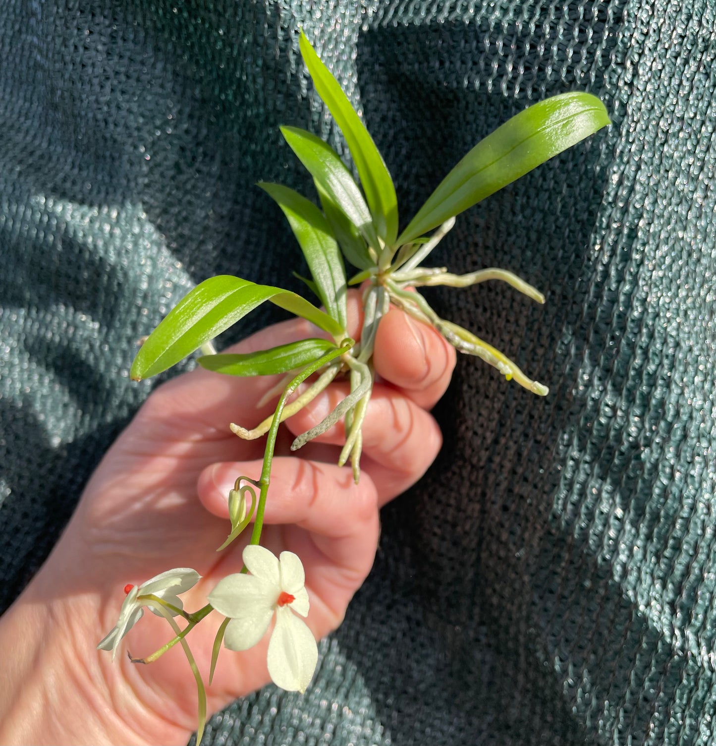 Aerangis luteo-alba - species - orchid