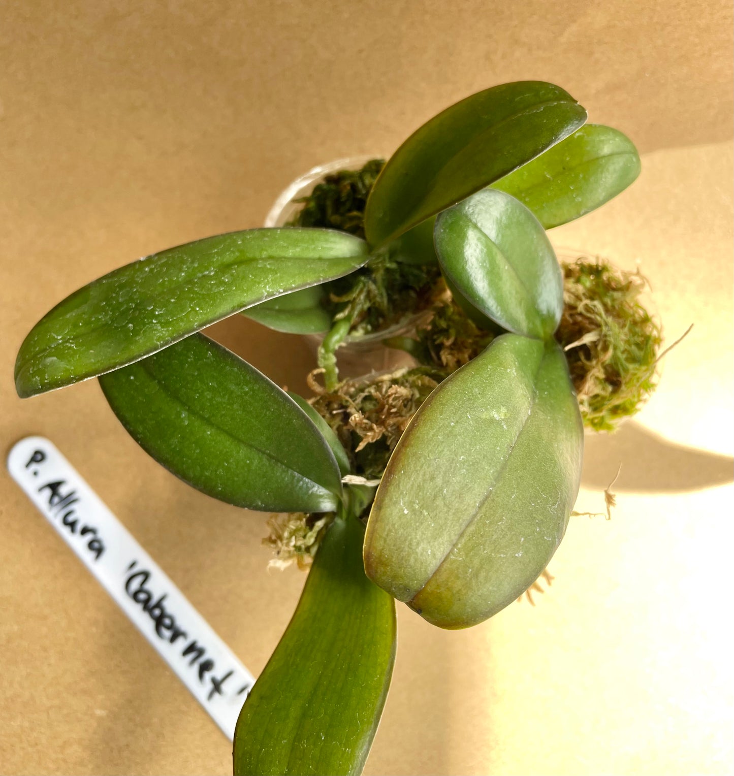 # Phalaenopsis Allura 'Cabernet' - hybrid - orchid