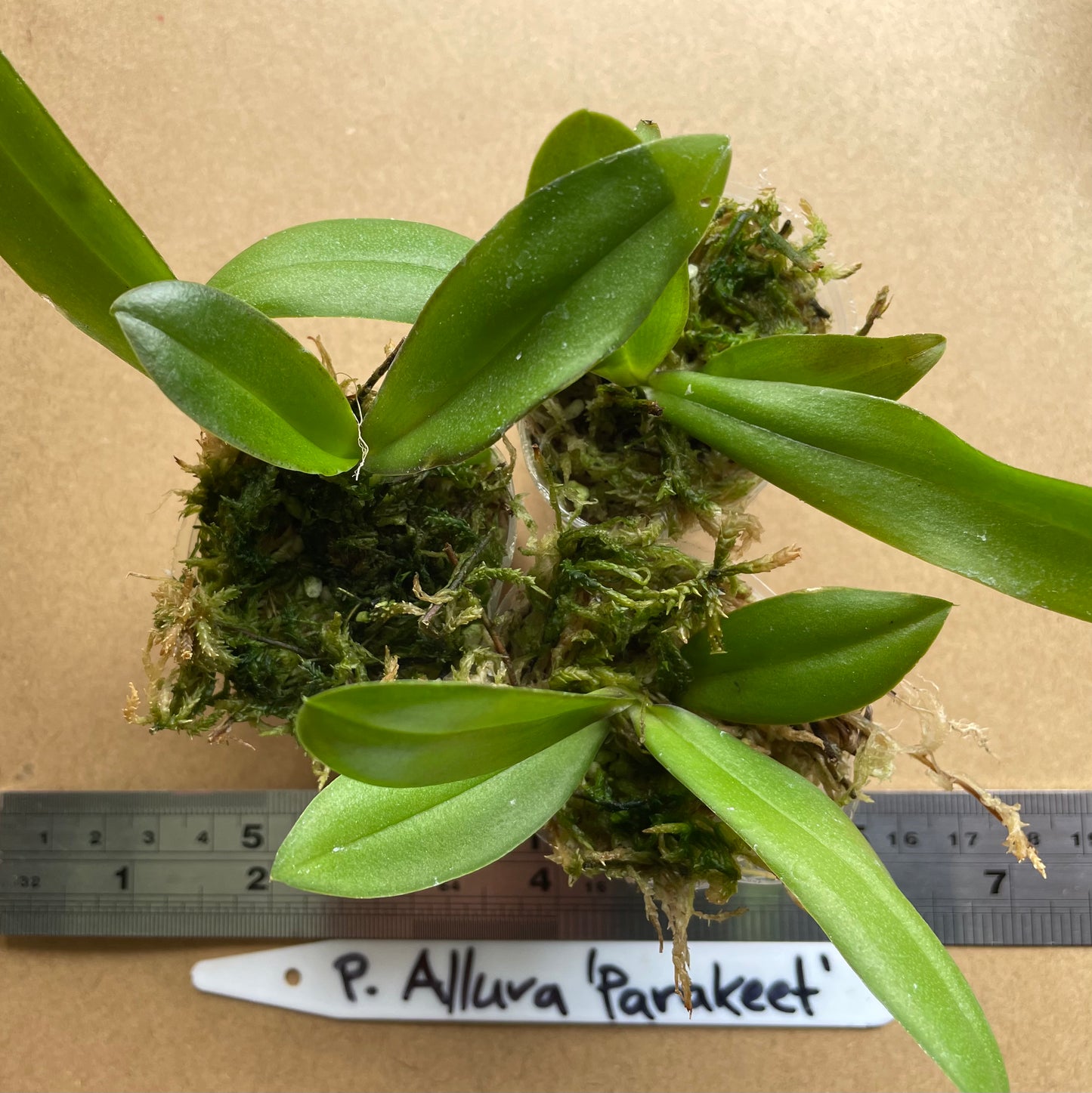 # Phalaenopsis Allura 'Parakeet' - hybrid - orchid