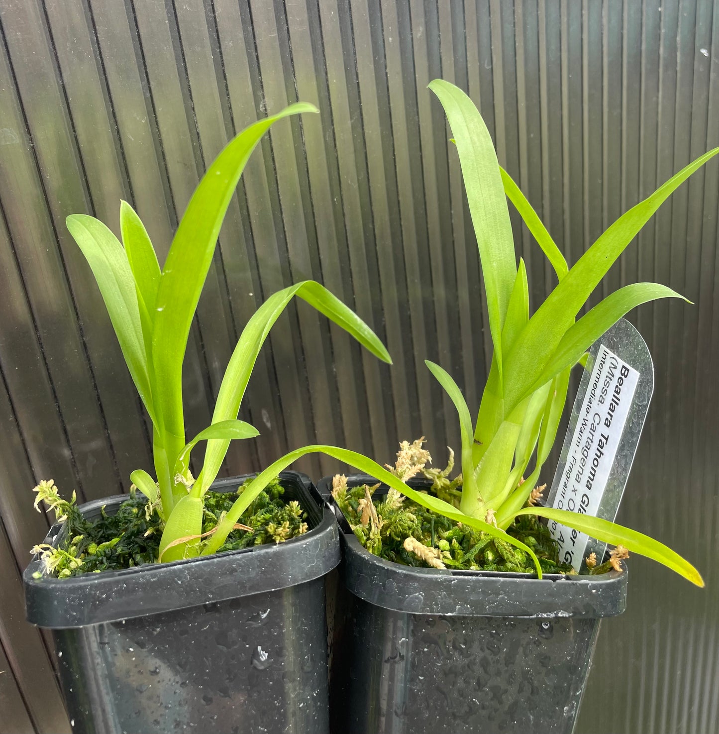 # Beallara Tahoma Glacier ‘Green' - hybrid - orchid