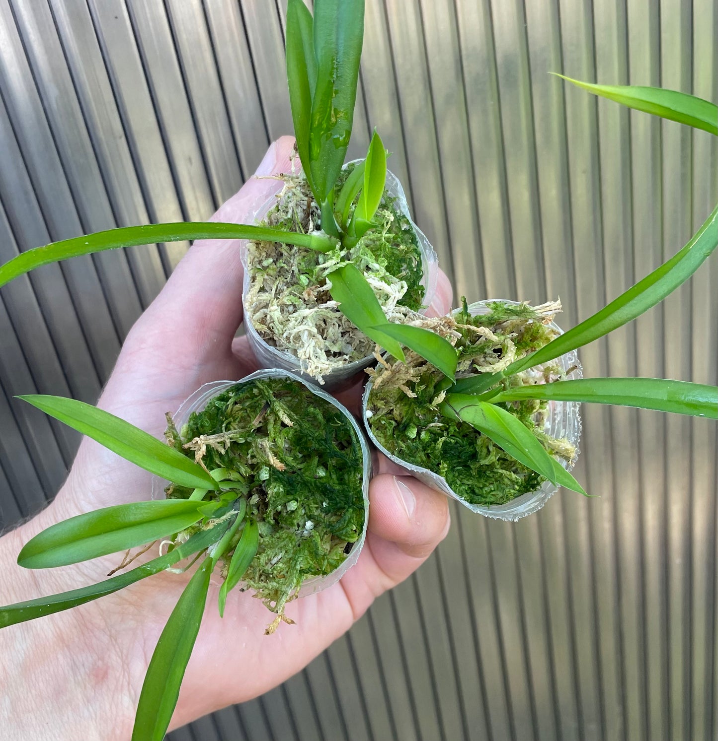 # Howeara Lava Burst ‘Puanani’ AM/AOS - hybrid - orchid