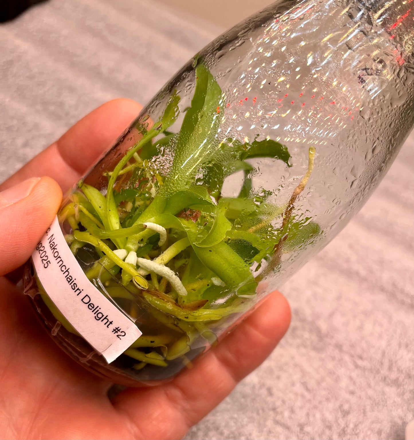 # Rhyncholaeliocattleya Nakornchaisri Delight #2- hybrid - orchid