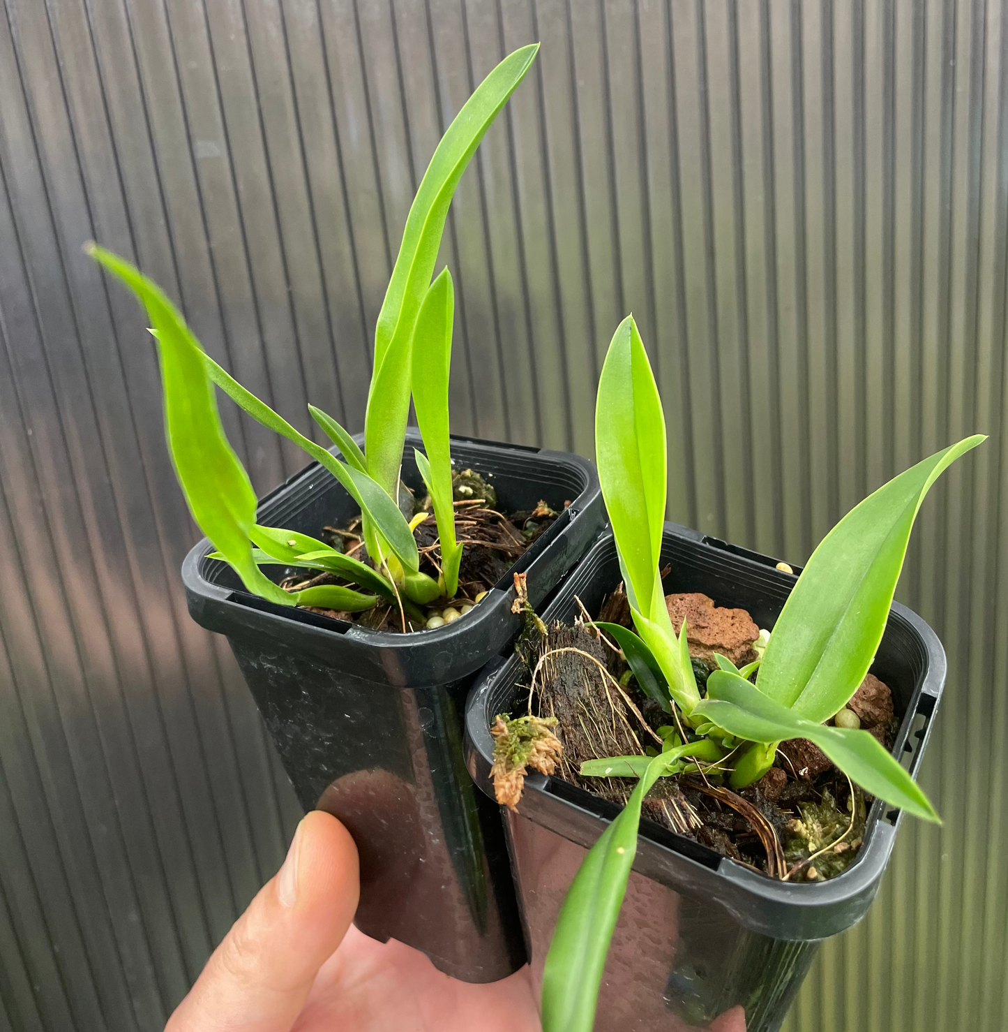 Laelia anceps orchid species seedlings in 68mm pots for sale Australia NSW