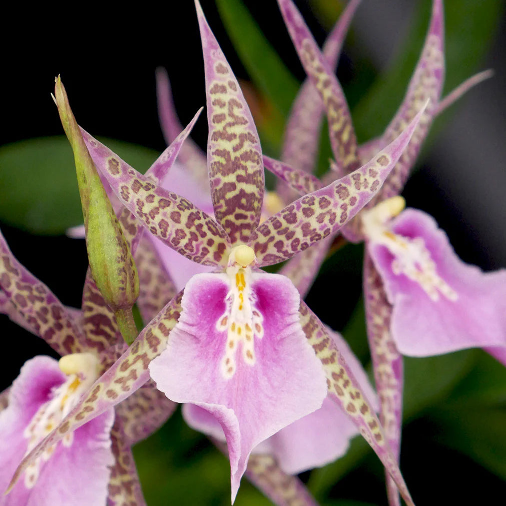 # Miltassia Charles M Fitch ‘Izumi' - hybrid - orchid