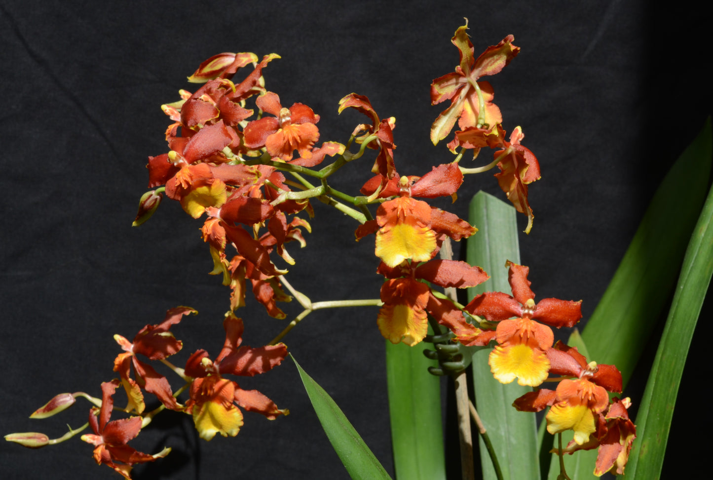# Odontocidium Sunny Daze 'Hilo Bay’ - hybrid - orchid