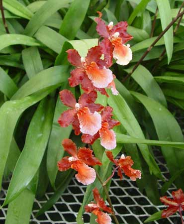 Orchid flowers with green leaves in the background