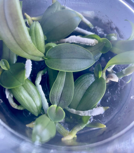 Phalaenopsis aphrodite hobby flask of 5 plants available for sale in NSW Australia