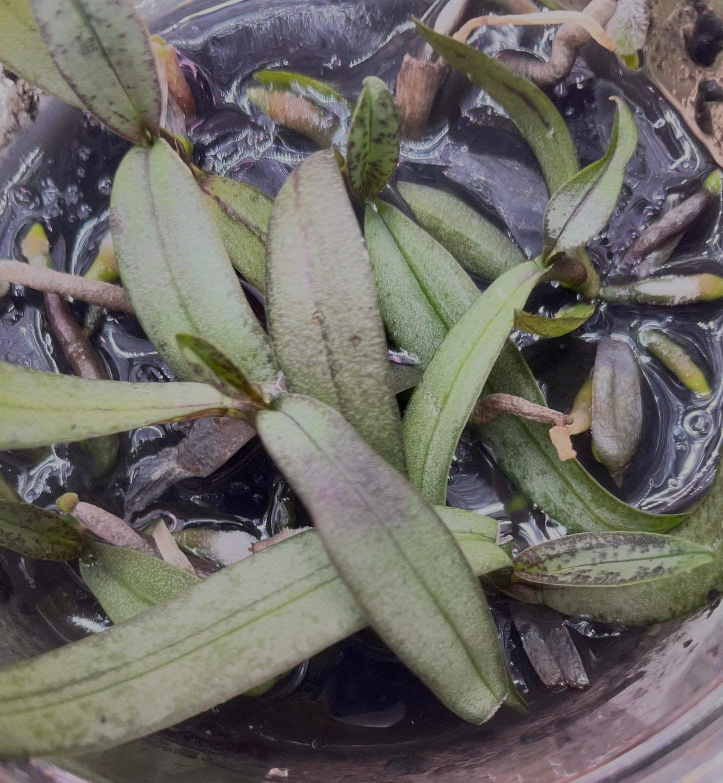 Phalaenopsis celebensis micro hobby flasks 5 plants/seedlings for sale in Australia NSW