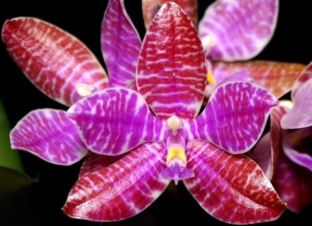 Close-up of a pink and red orchid with a dark background