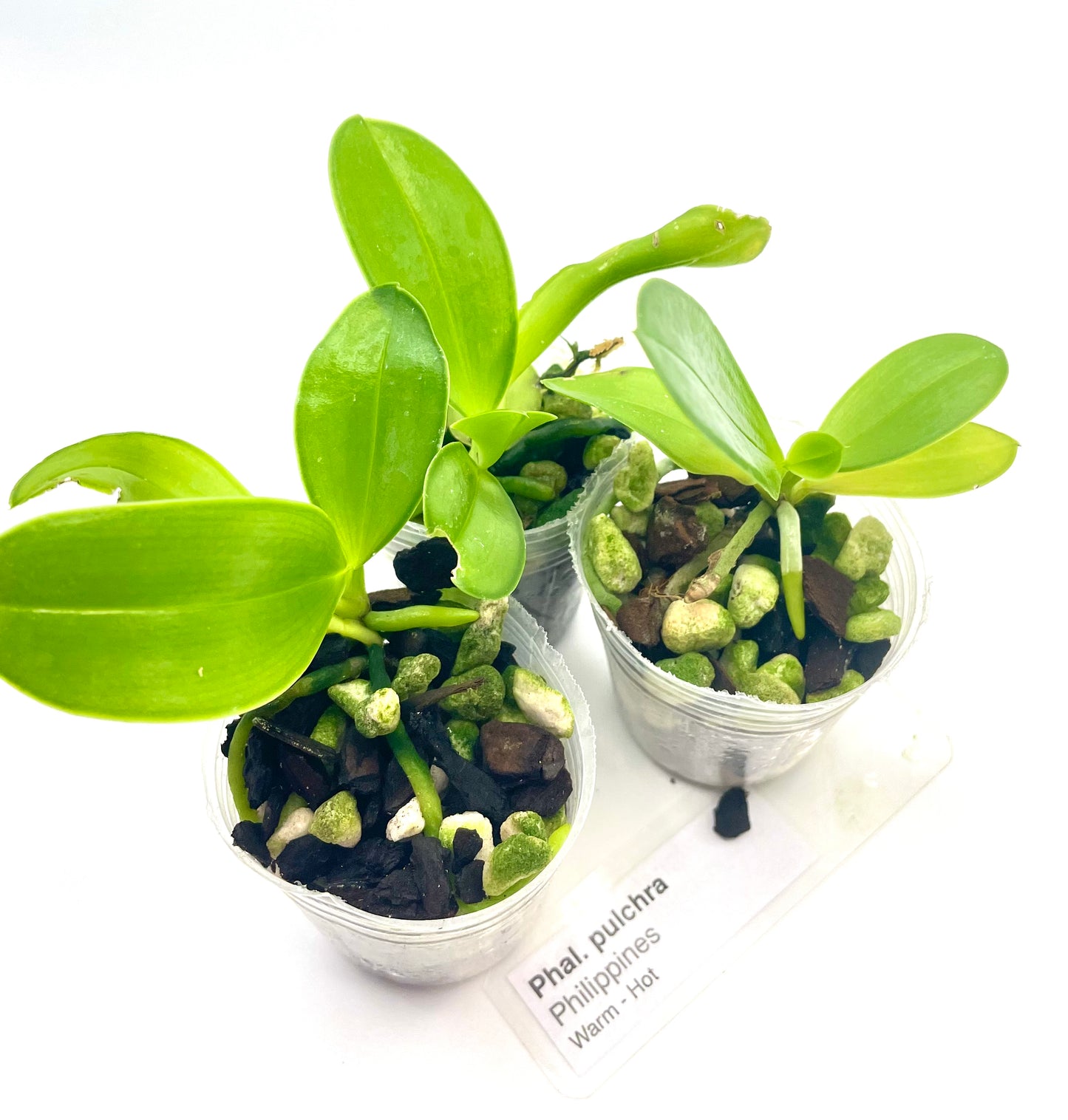 Phalaenopsis pulchra seedlings available for sale in NSW Australia
