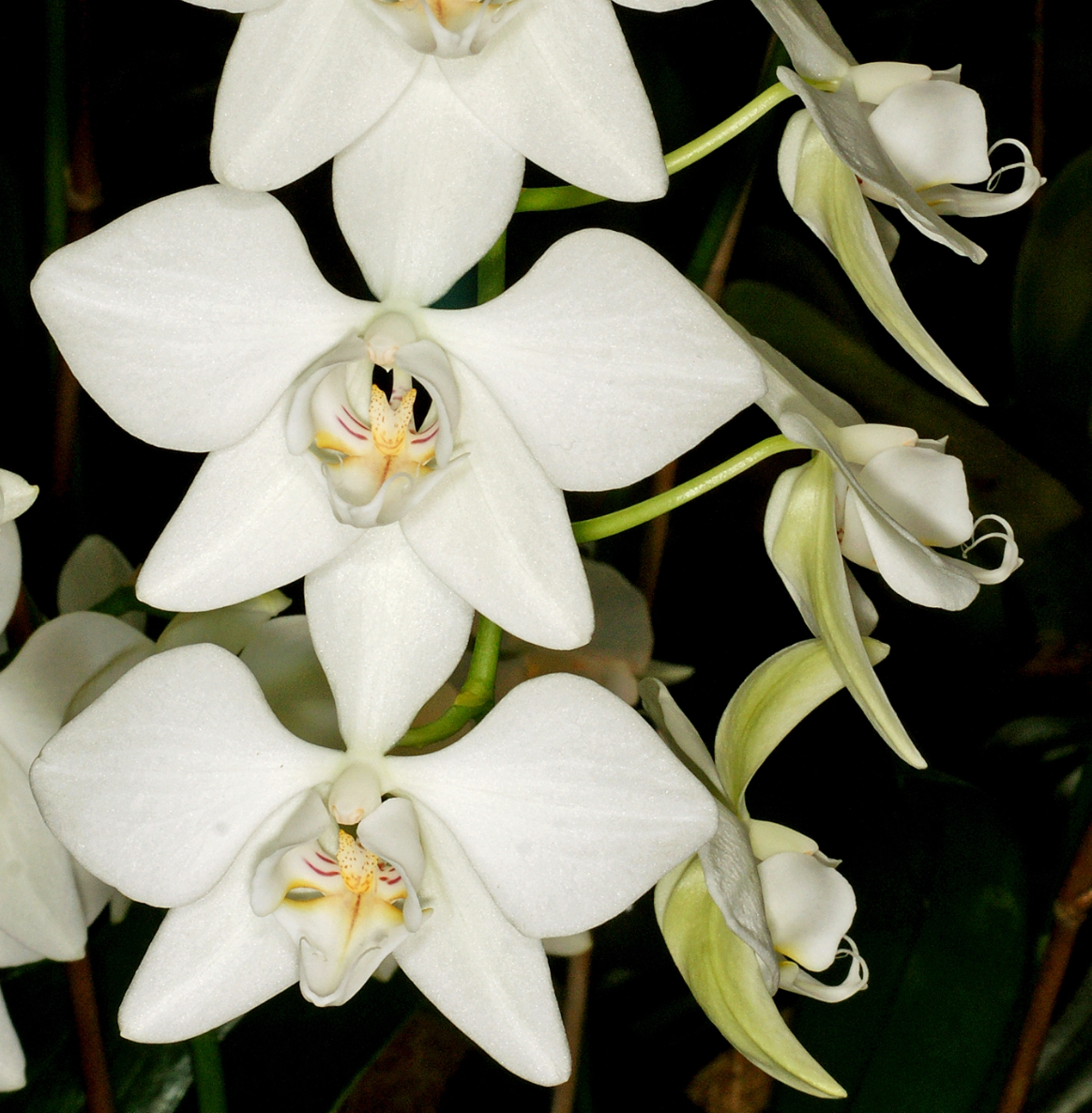 Phalaenopsis aphrodite - species - orchid
