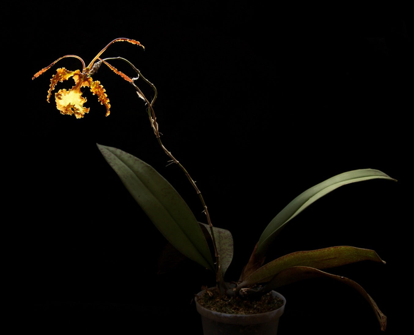 Psychopsis sanderae - species - orchid