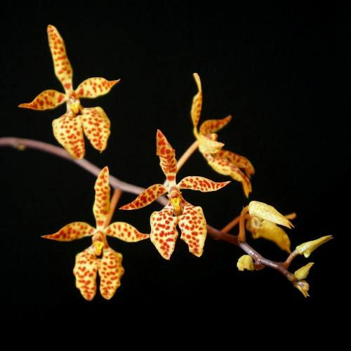 Renanthera monachica 'Sturt' - species - orchid