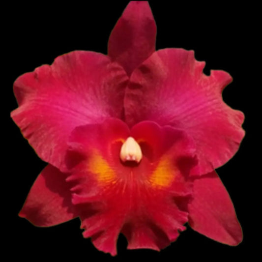 # Rhyncholaeliocattleya Myanmar Sunset - hybrid - orchid
