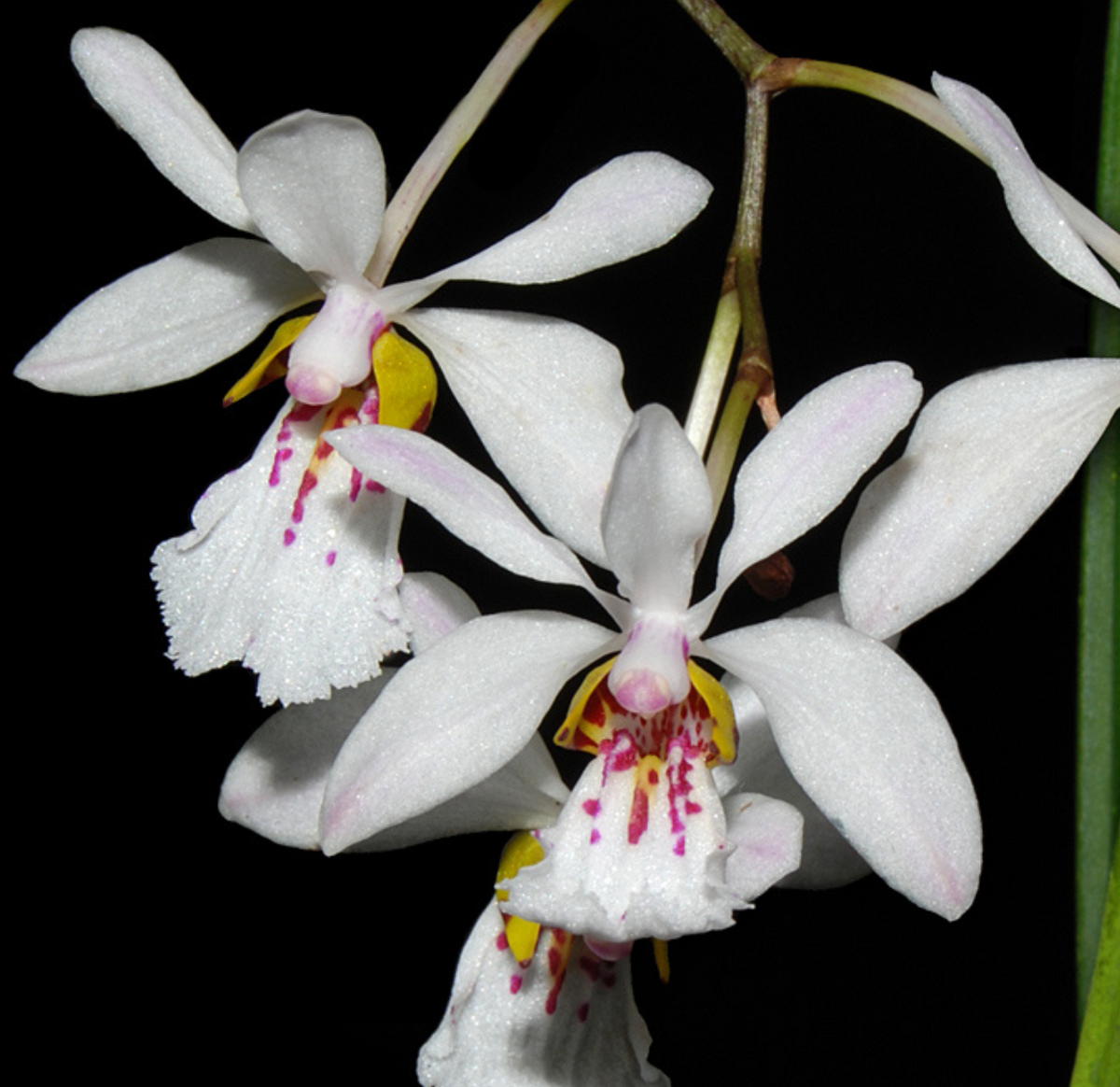 Holcoglossum wangii - species - orchid