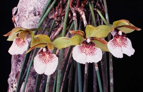 Close-up of a group of Scuticaria orchid flowers with red and white petals on a dark background