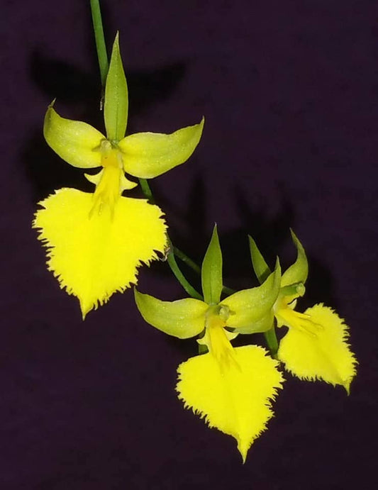 Tolumnia calochila - species - orchid